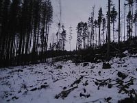 7. Tankodrom v lese. Nejnáročnější část výšlapu. Sníh a bahno, zbytky po kůrovcové těžbě.