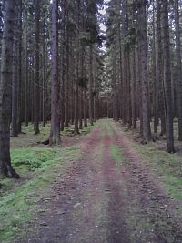 10. Nekonečná cesta nekonečným lesem.