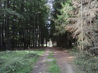24. Příjemná cesta lesem.