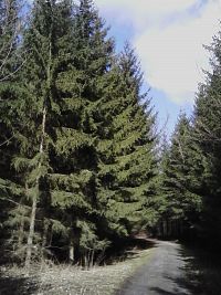 15. Cesta vedla pěkným lesem.