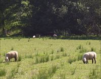 Janovice nad Úhlavou