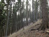 Zajímavé skalní a kamenné útvary na sever od hřebenovky Sulov - Mosty u Jablunkova, díl 2. (oblast Kozích hřbetů)