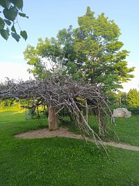 Památník Olgy Havlové - obrácený strom, Lesopark Na Sluneční Zahrada, Kořenov - Příchovice
