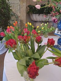 Zámecký park Buchlovice - výstava tulipánů