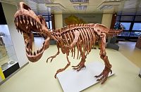 model kostry tyranosaura