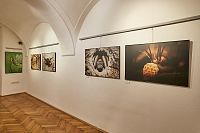 Vlastivědné muzeum v Olomouci - Podivuhodný svět bezobratlých