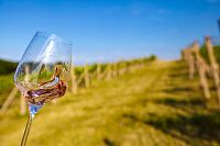 Vysokou úroveň vinařské turistiky najdete v certifikovaných zařízeních