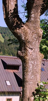 Strom maňásek nad Špindlerovým Mlýnem