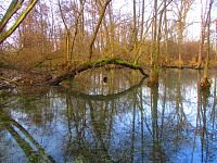 Mokřady za Písníkem pod Ornstovými jezery (Hradec Králové)