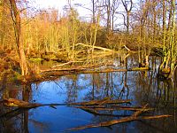 Mokřady za Písníkem pod Ornstovými jezery (Hradec Králové)