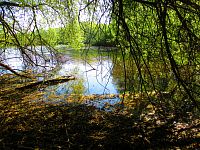 Dolní zábranský rybník (Lázně Bohdaneč)