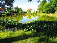 Obecní rybník ve Svinarech (Hradec Králové)