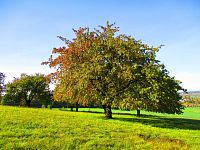 Zbytky ovocného stromoví na Tumplace (Hořiněves)