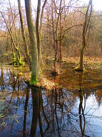 Mokřady v Těchlovickém lese (Těchlovice)