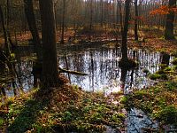 Mokřady v Těchlovickém lese