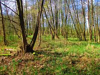 Lužní lesy mezi lokalitami U Vackovy dubiny a Olšiny (Hradec Králové)