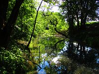 Staré koryto řeky Labe u Předměřic nad Labem