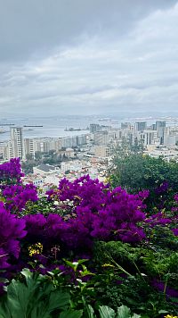 Vyhlídka na Gibraltar skrz fialové květy bugenvilii