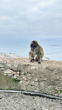 Makak bezocasý v přírodní rezervaci na Gibraltaru
