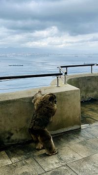 Makak bezocasý v přírodní rezervaci na Gibraltaru