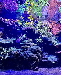 Rybičky v sevillském akváriu. Akvárium je alegorií na první cesty kolem světa portugalského mořeplavce Fernanda Magalhãese