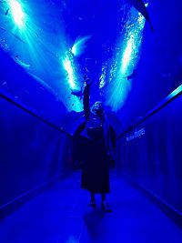 Tunel v sevillském akváriu