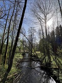 Hammerský potok Údolí Hammerského potoka