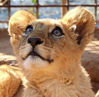 Mezi hlavní hvězdy zoo patří lvíče Amira.