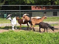 Častolovice - Zámecký zvěřinec - kamrunské kozy