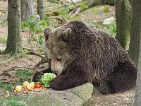 MEDVĚDÍ LES BÄRENWALD Arbesbach - útočiště pro medvědy v nouzi