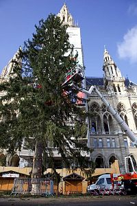 Vánoční strom ve Vídni © PID-Bernato