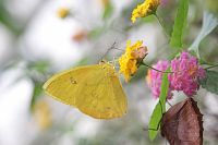 Tajemný život motýlů představí výstava ve skleníku Fata Morgana