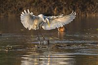 Volavka bílá © Luboš Vaněk