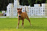 Miniauturní kůň u zámku Hluboká, zdroj: Park Boheminium