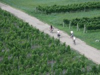 Vinařské cyklistické stezky