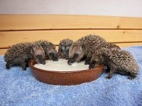 Krmení mláďat ježků