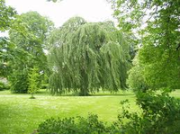 anglický park - ostrov