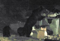 Chcete vidět v Rumunsku medvěda?