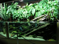 nancy - muzeum - akvarium