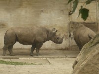 Jak se pářili nosorožci v ZOO Dvůr Králové nad Labem 10