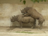 Jak se pářili nosorožci v ZOO Dvůr Králové nad Labem 5