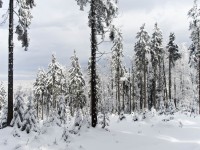 Les kolem vrcholu Chlupěnkovce