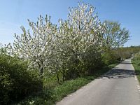 Jaro u Bludovečku