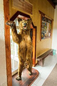 Medvěd na Prašivé