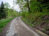 Lesní asfaltka