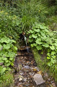 Studánka pod Petrovkou