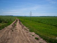 Cesta do Křelova s novým stromořadím