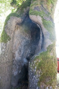 Dutina stromu