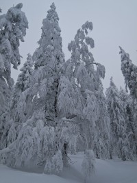 Stromy zabalené ve sněhu