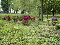 Bludov - zámecký park